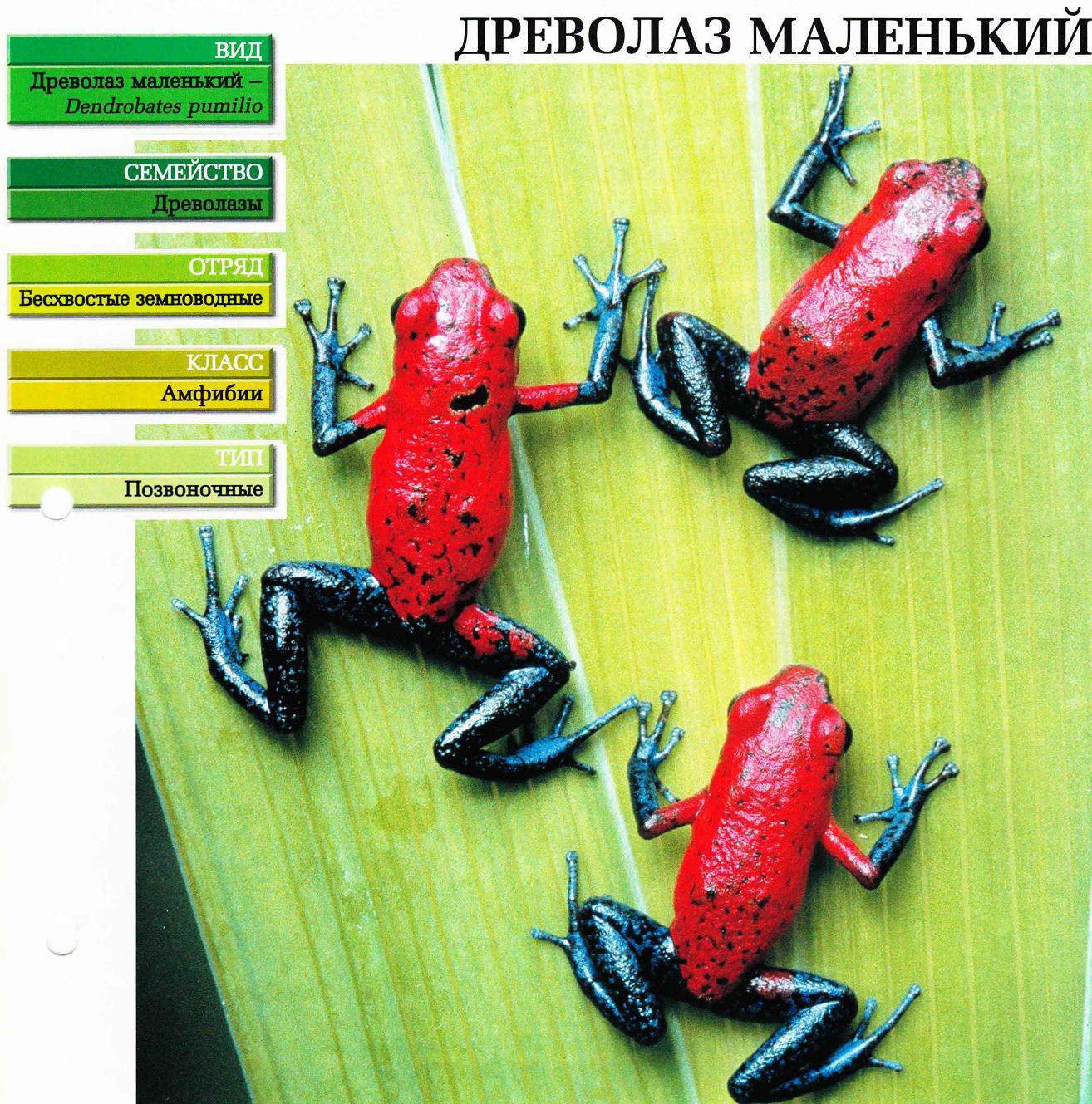 Древолаз маленький.