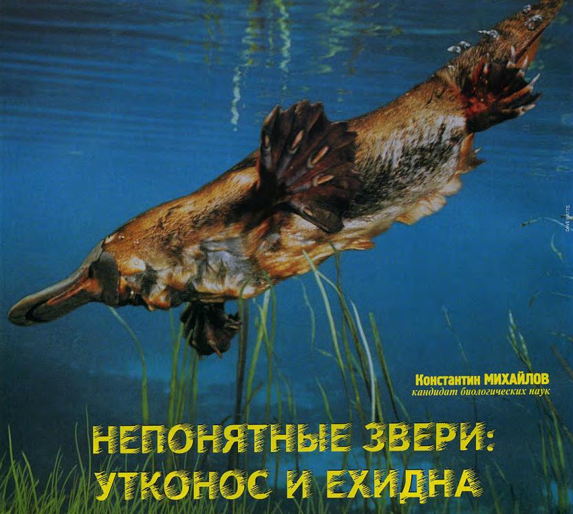 Первозвери: утконосы и ехидны.