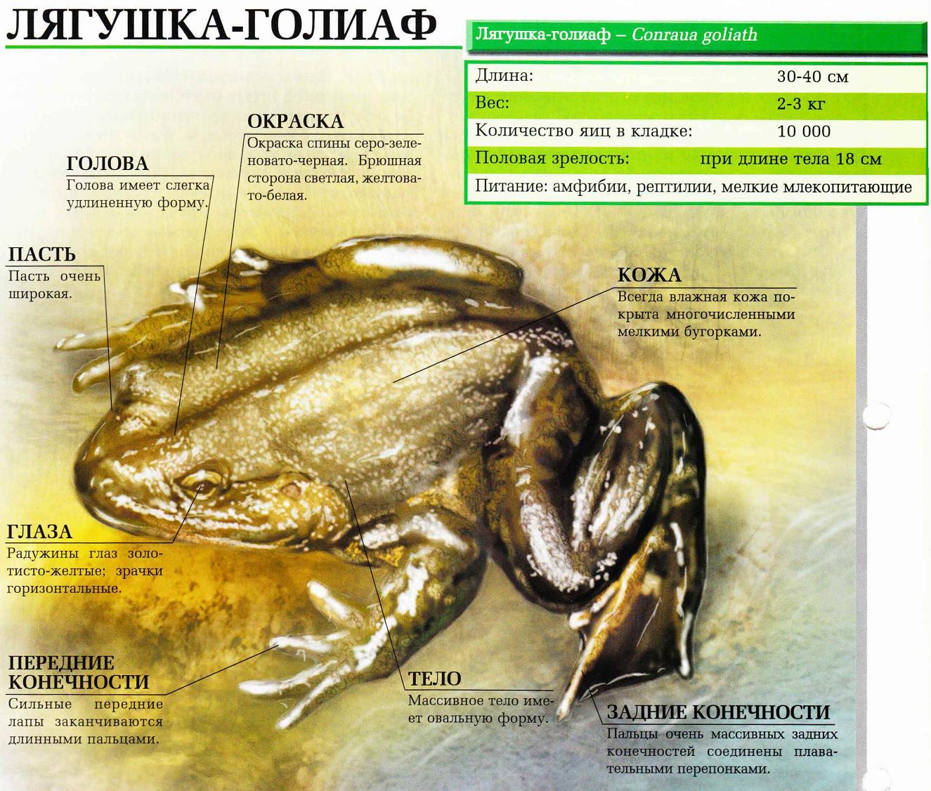 Лягушка-голиаф – самая большая лягушка в мире.:::Лягушка-голиаф.
