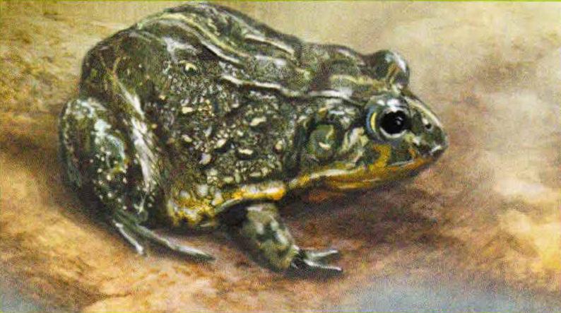 Крапчатая (роющая) лягушка (Pyxicephalus adspersus).