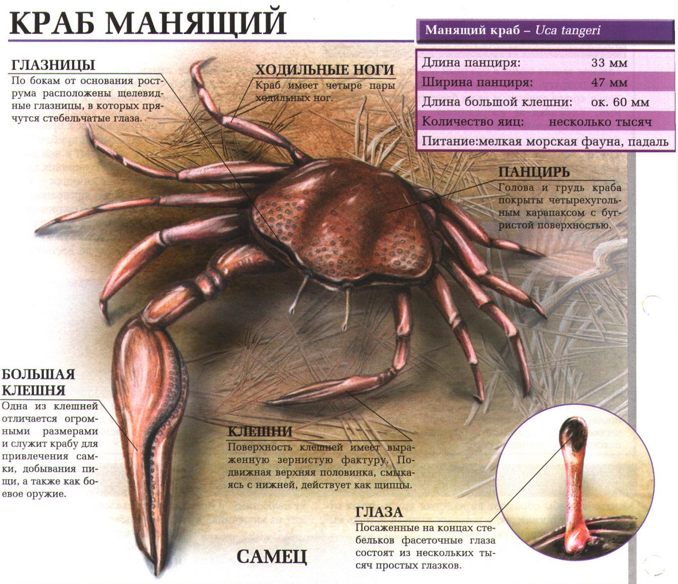 Краб манящий.