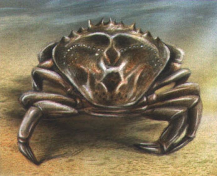 Береговой (травяной) краб (Carcinus maenas).