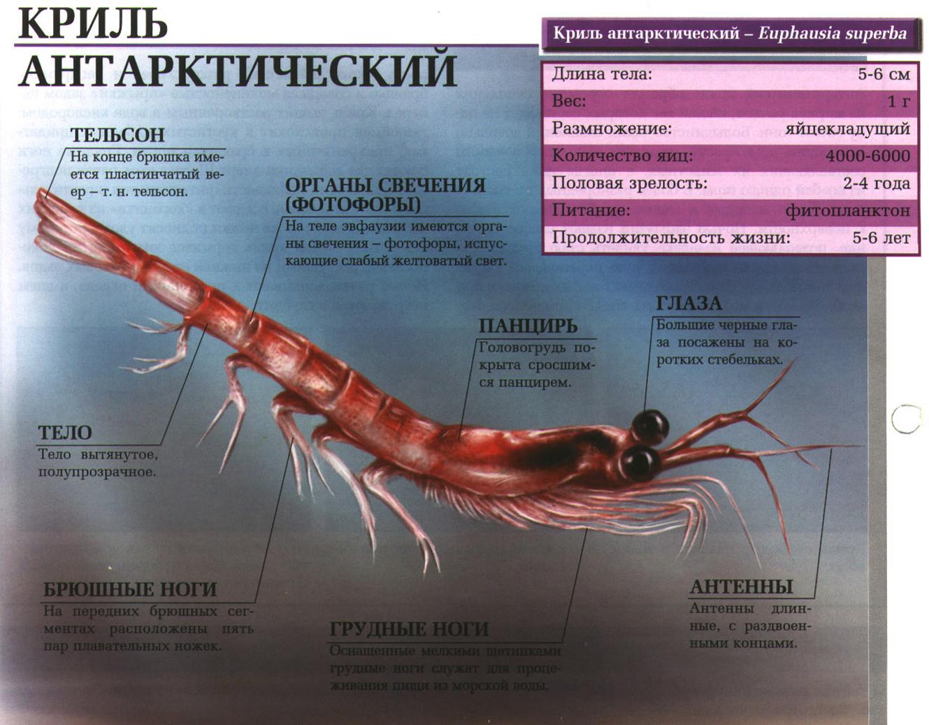 Криль антарктический.