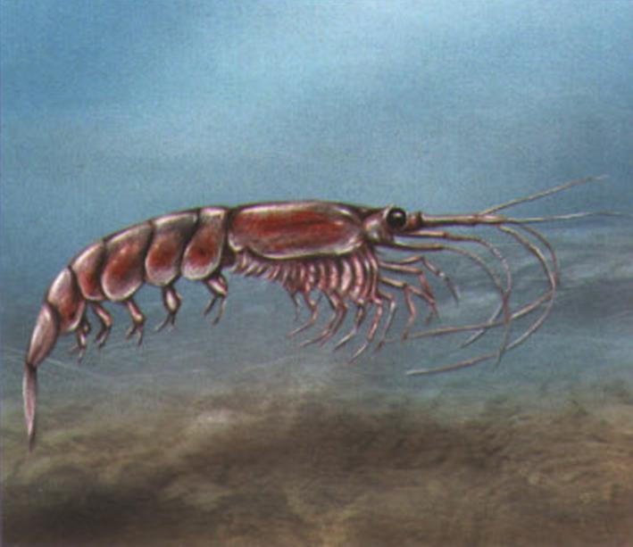 Северный криль (Euphausia pacifica).