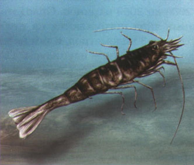 Песчаная креветка (Crangon crangon).
