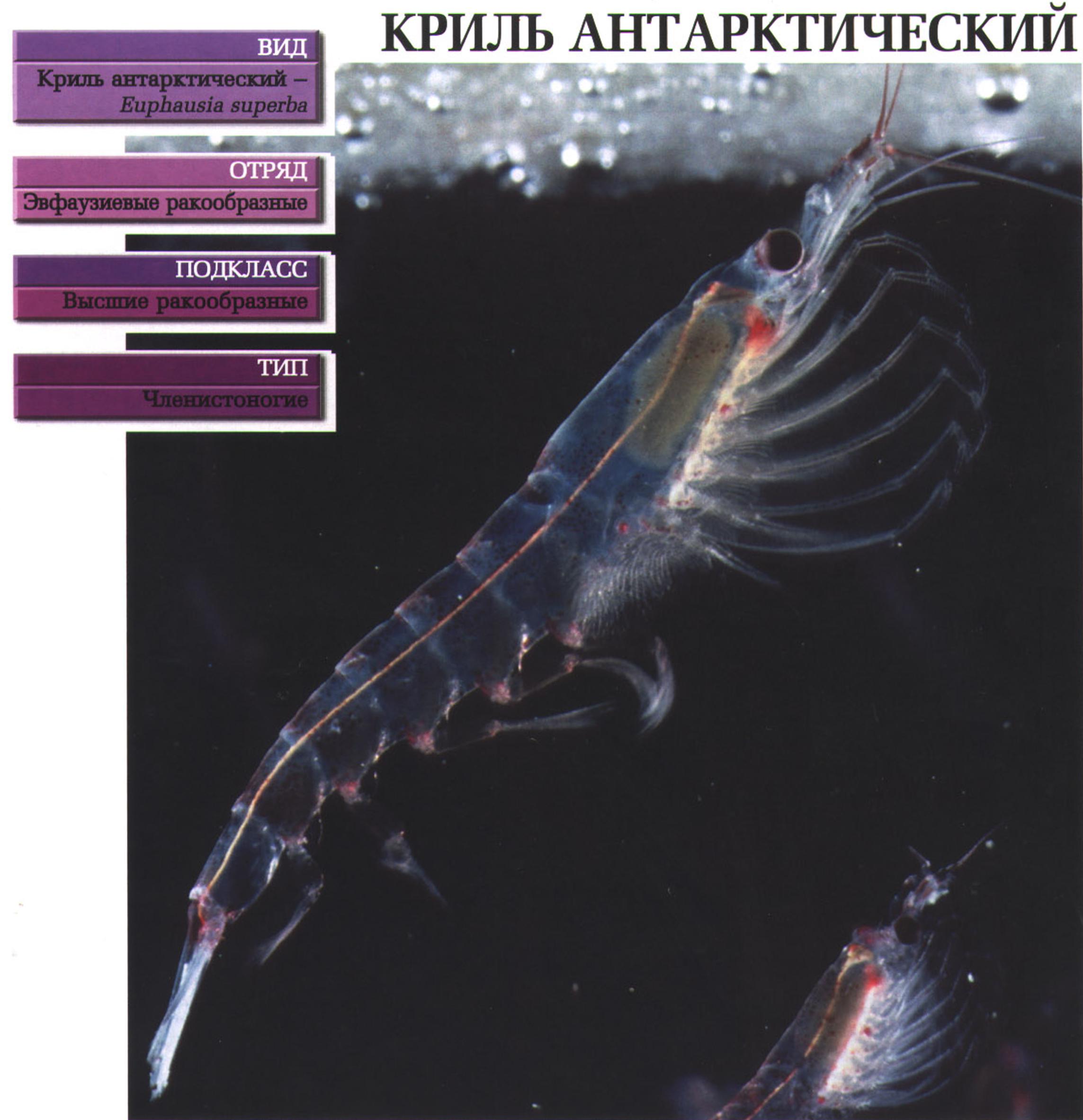 Криль антарктический.