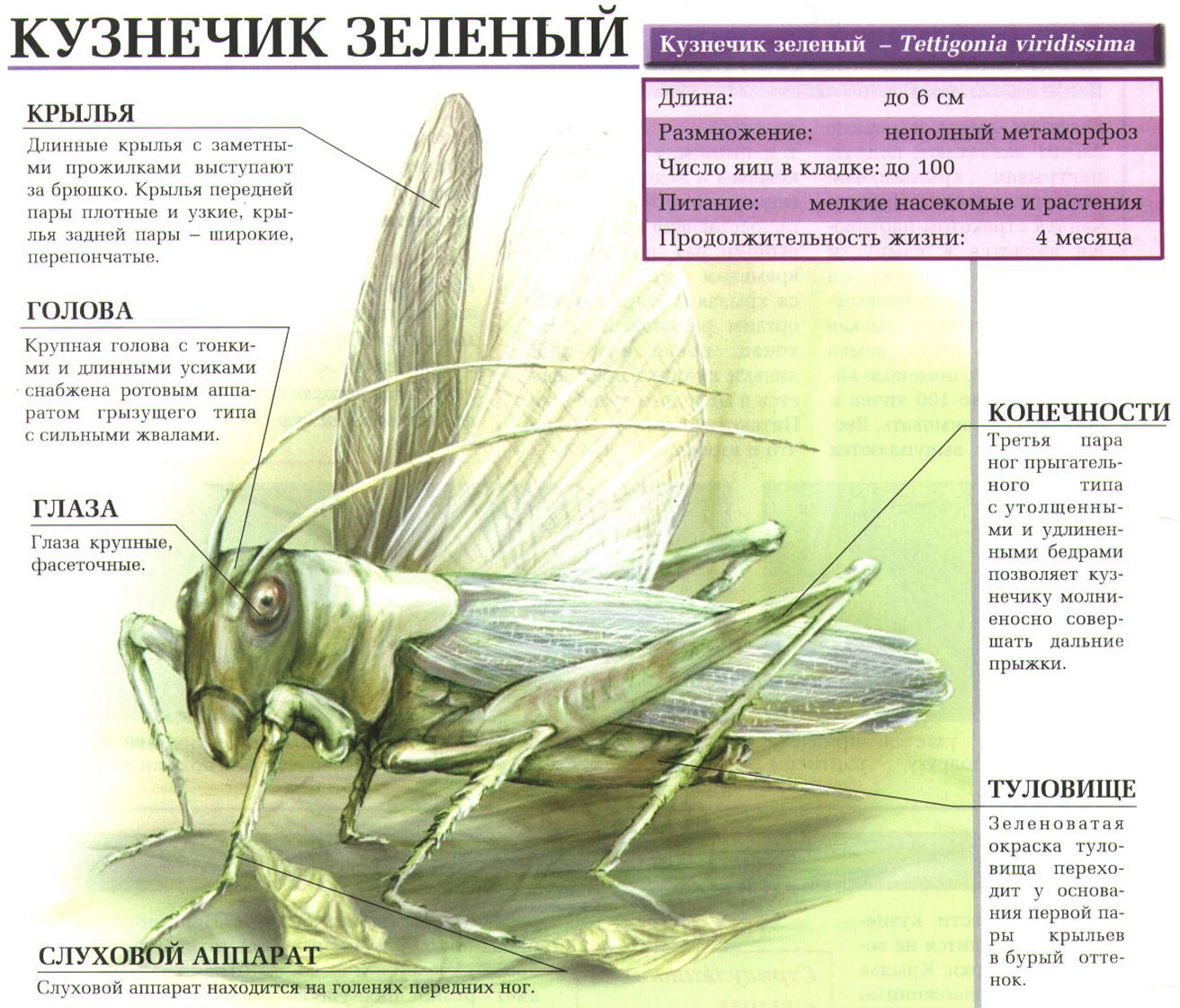 Кузнечик зелёный.