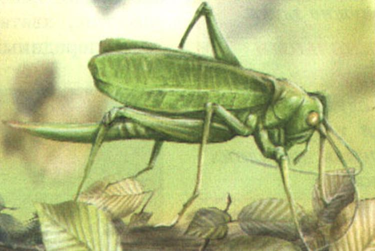 Кузнечик-узелкоус (Meconema thalassinum).