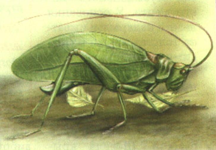 Кузнечик американский.
