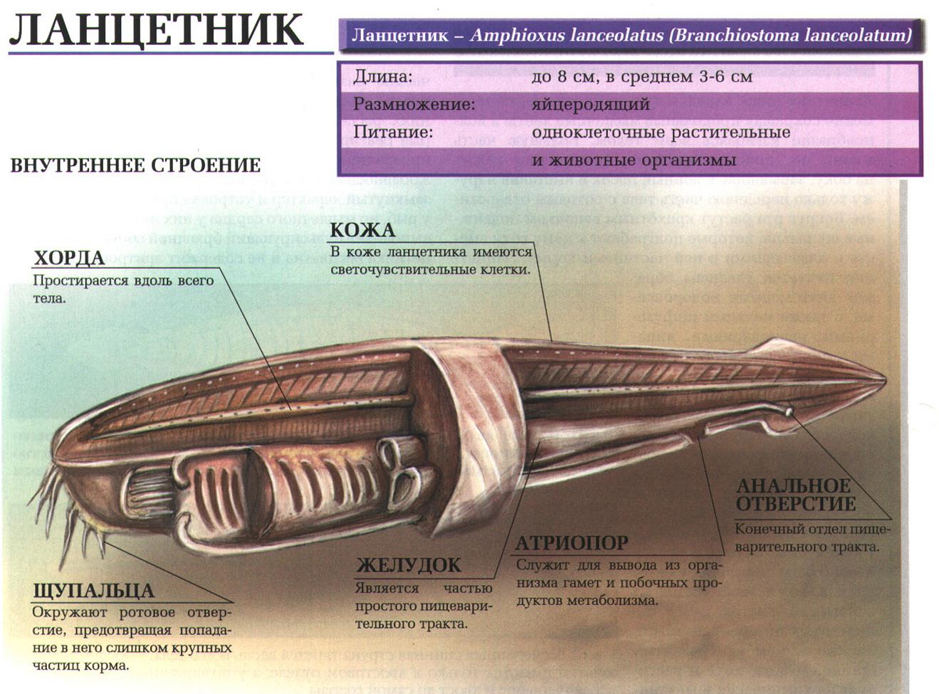 Ланцетник.