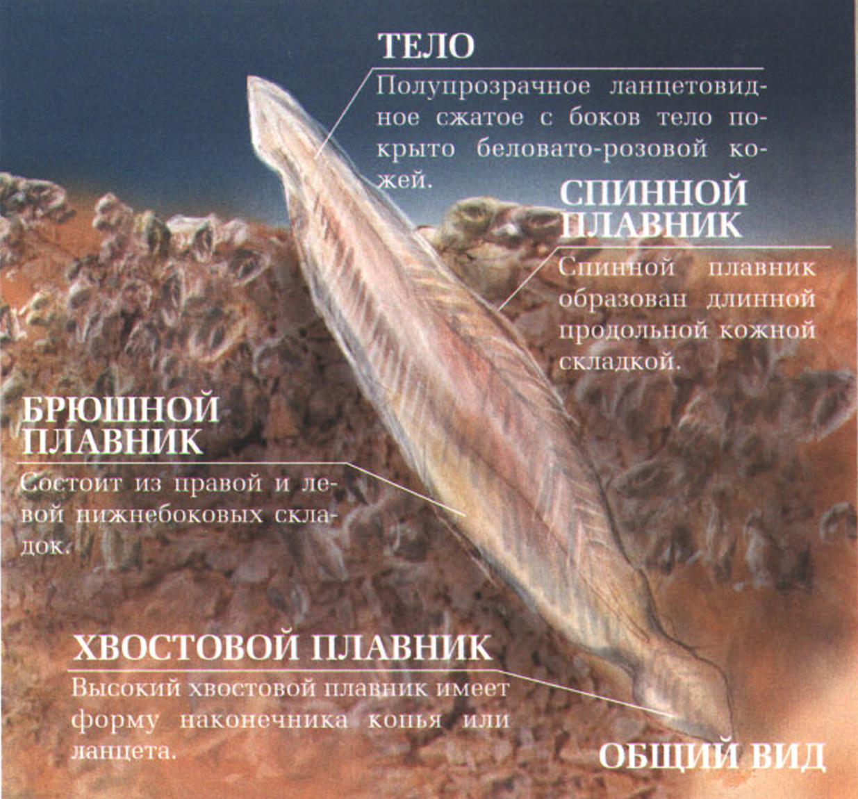 Внешнее строение ланцетника.
