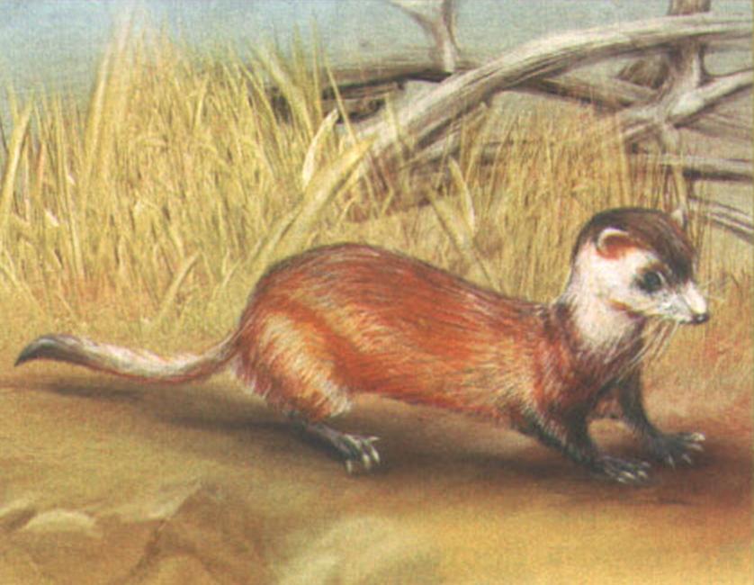 Американский (черноногий) хорек (Mustela nigripes).