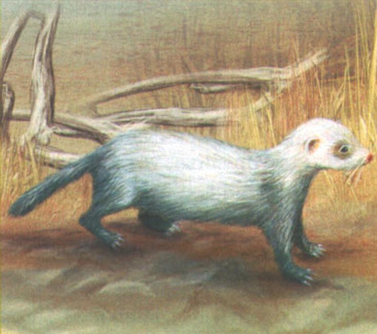 Фуро (Mustela putorius furo).
