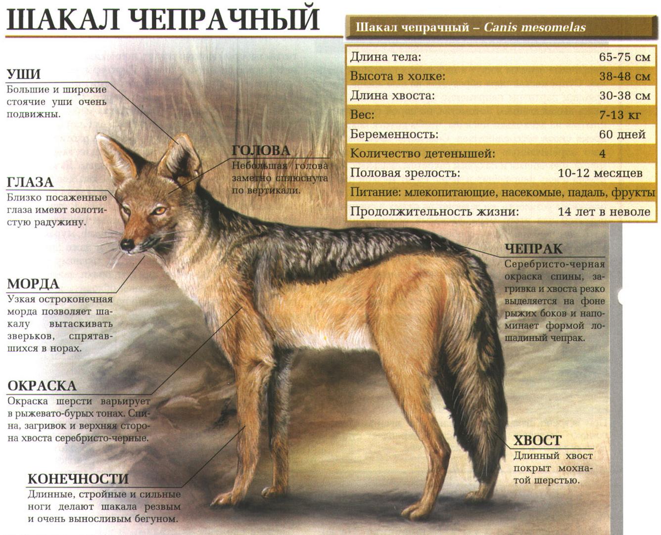 Шакал чепрачный.