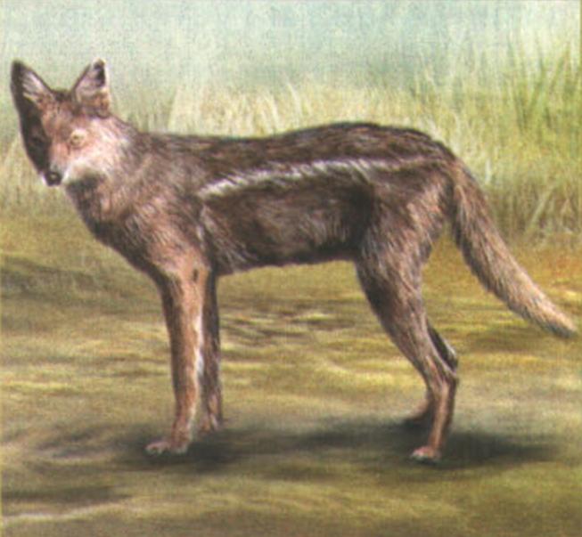 Полосатый шакал (Canis adustus).
