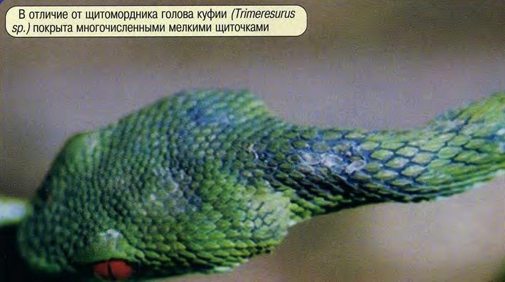 В отличие от щитомордника голова куфии (Trimeresurus sp.) покрыта многочисленными мелкими щиточками.