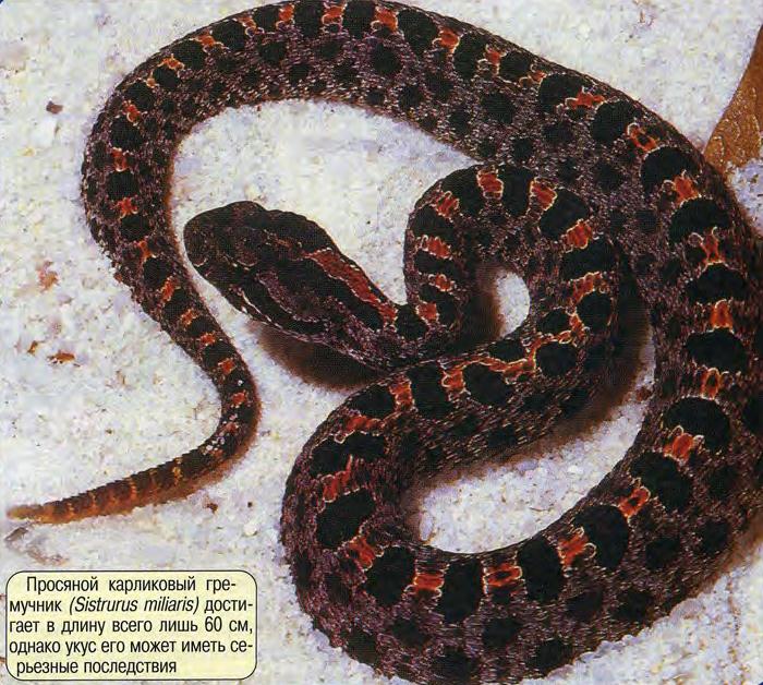 Просяной карликовый гремучник (Sistrurus miliaris) достигает в длину всего лишь 60 см, однако укус его может иметь серьезные последствия.