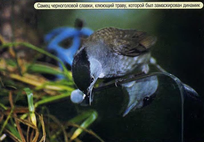 Самец черноголовой славки, клюющий траву, которой был замаскирован динамик.