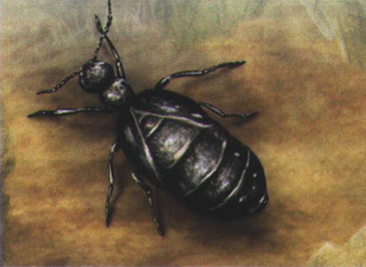 Майка черная, или обыкновенная (Meloe proscarabaeus).
