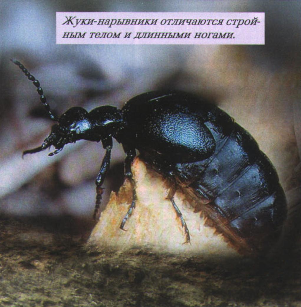 Жуки-нарывники отличаются стройным телом и длинными ногами.