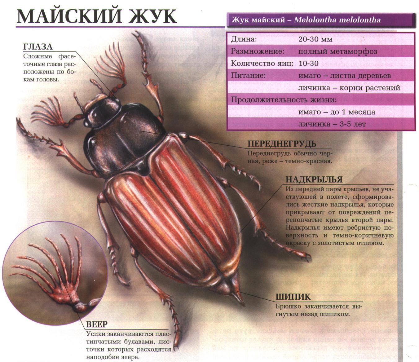 Майский жук.