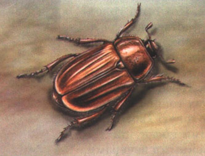 Нехрущ июньский (Amphimallus solstitialis).