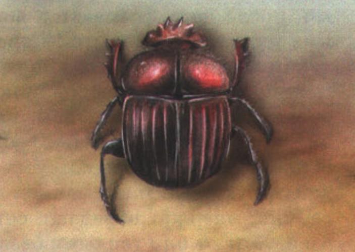 Священный скарабей (Scarabaeus sacer).
