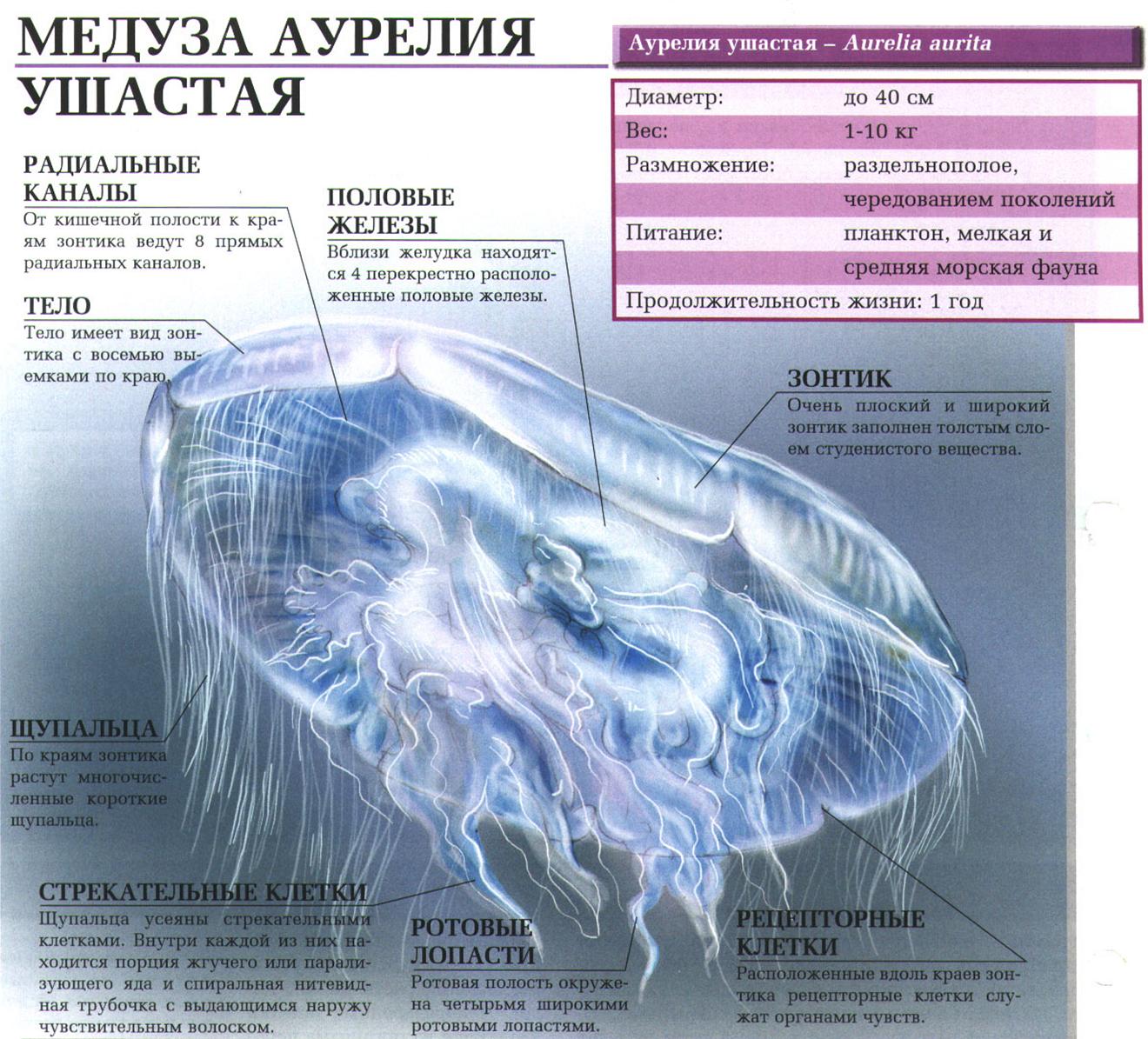 Крупная медуза аурелия ушастая.:::Медуза аурелия ушастая.