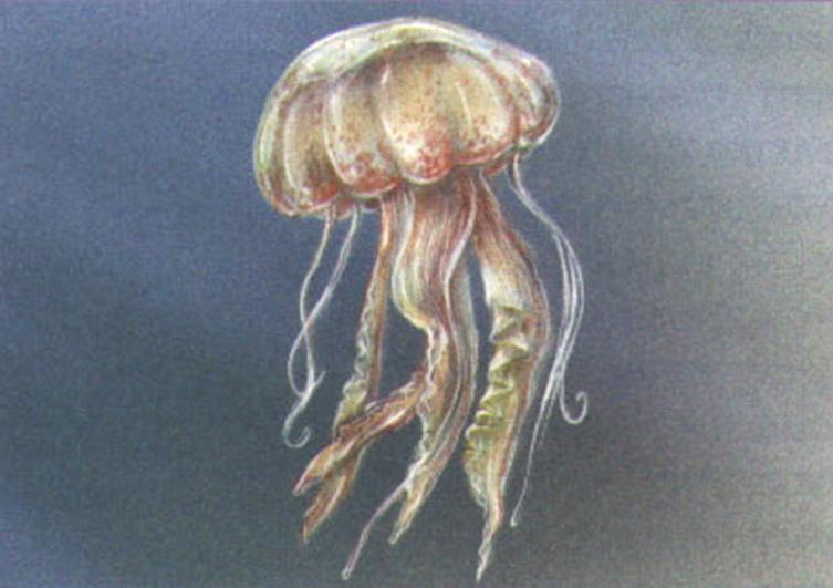 Пелагия ночесветка (Noctiluca miliaris).