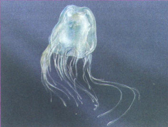 Морская оса (Hironex fleckeri).
