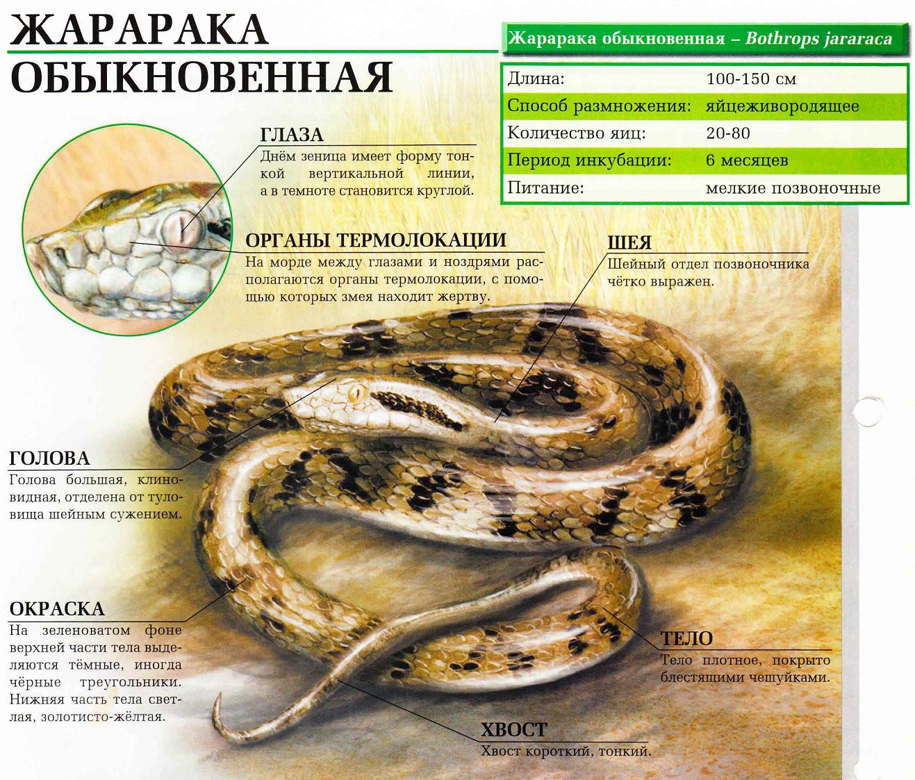 Жарарака обыкновенная.