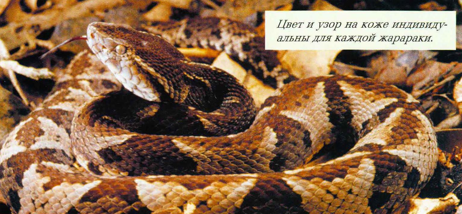 Цвет и узор на коже индивидуальны для каждой жарараки.