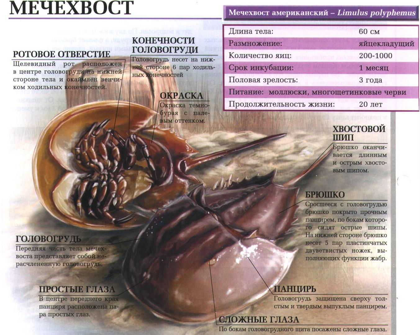 Мечехвосты.