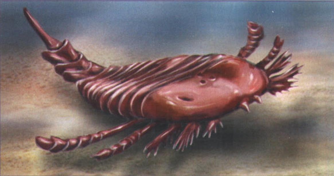 Eurypterus lacustris.
