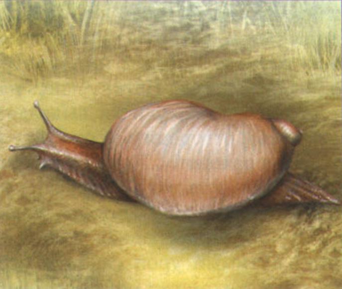 Янтарка (Succinea putris).
