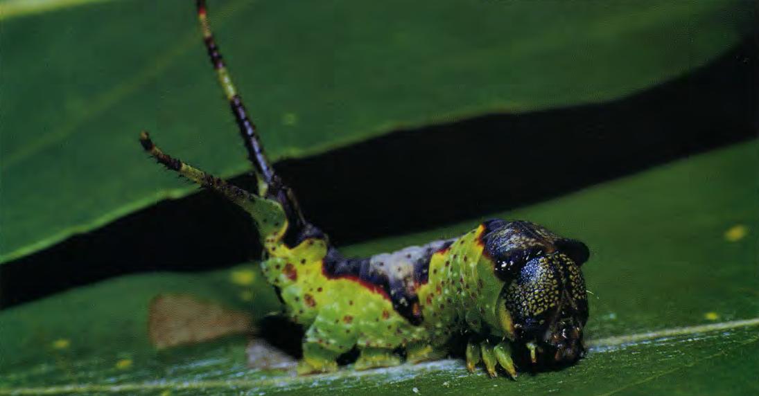 Гусеница малой тополевой гарпии (Furcula furcula Cl.).
