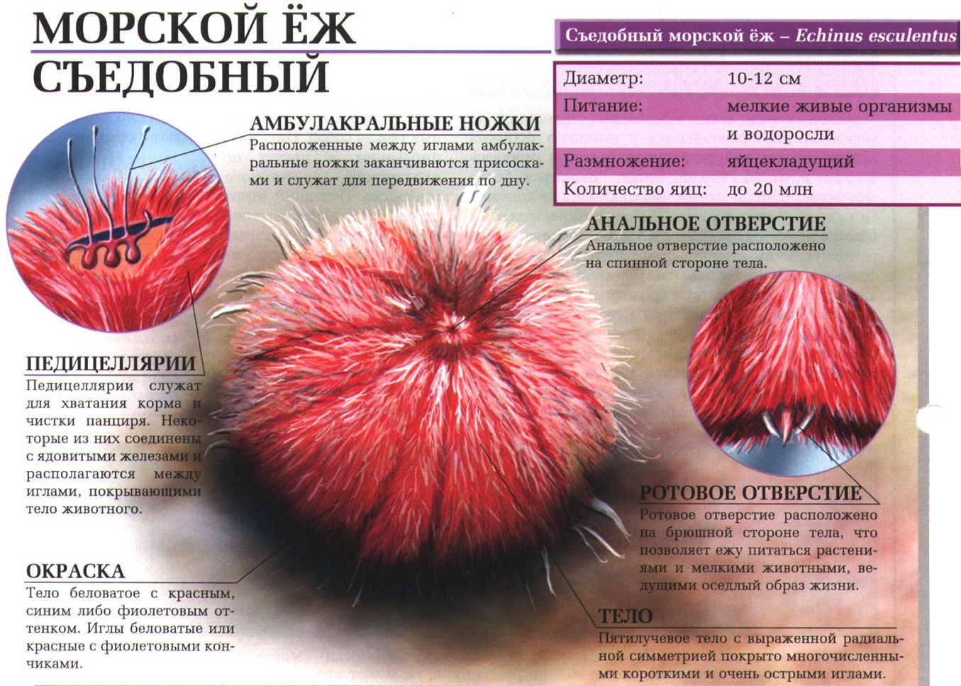 Морские ежи и съедобный Echinus esculentus.