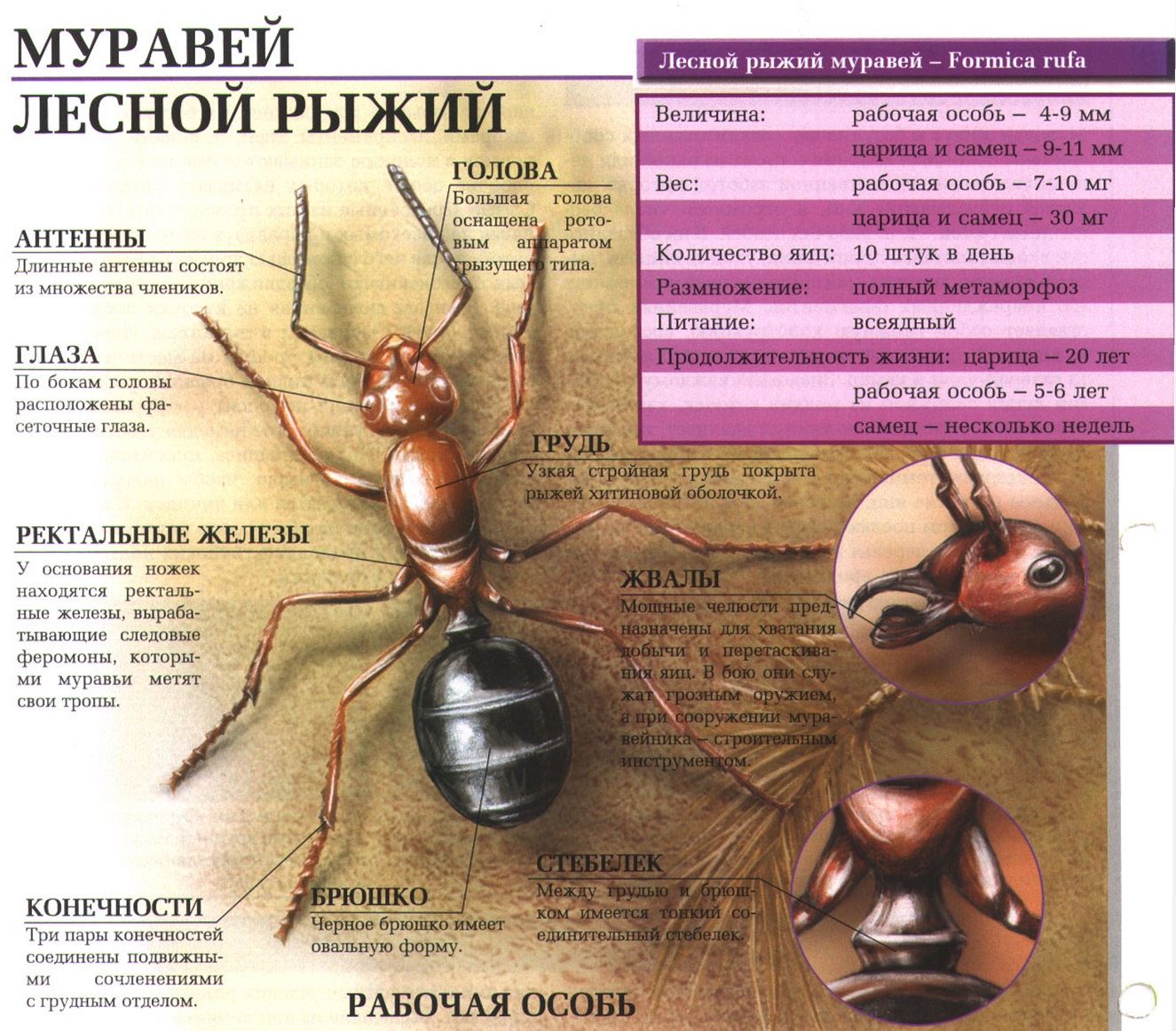 Рыжие лесные муравьи.