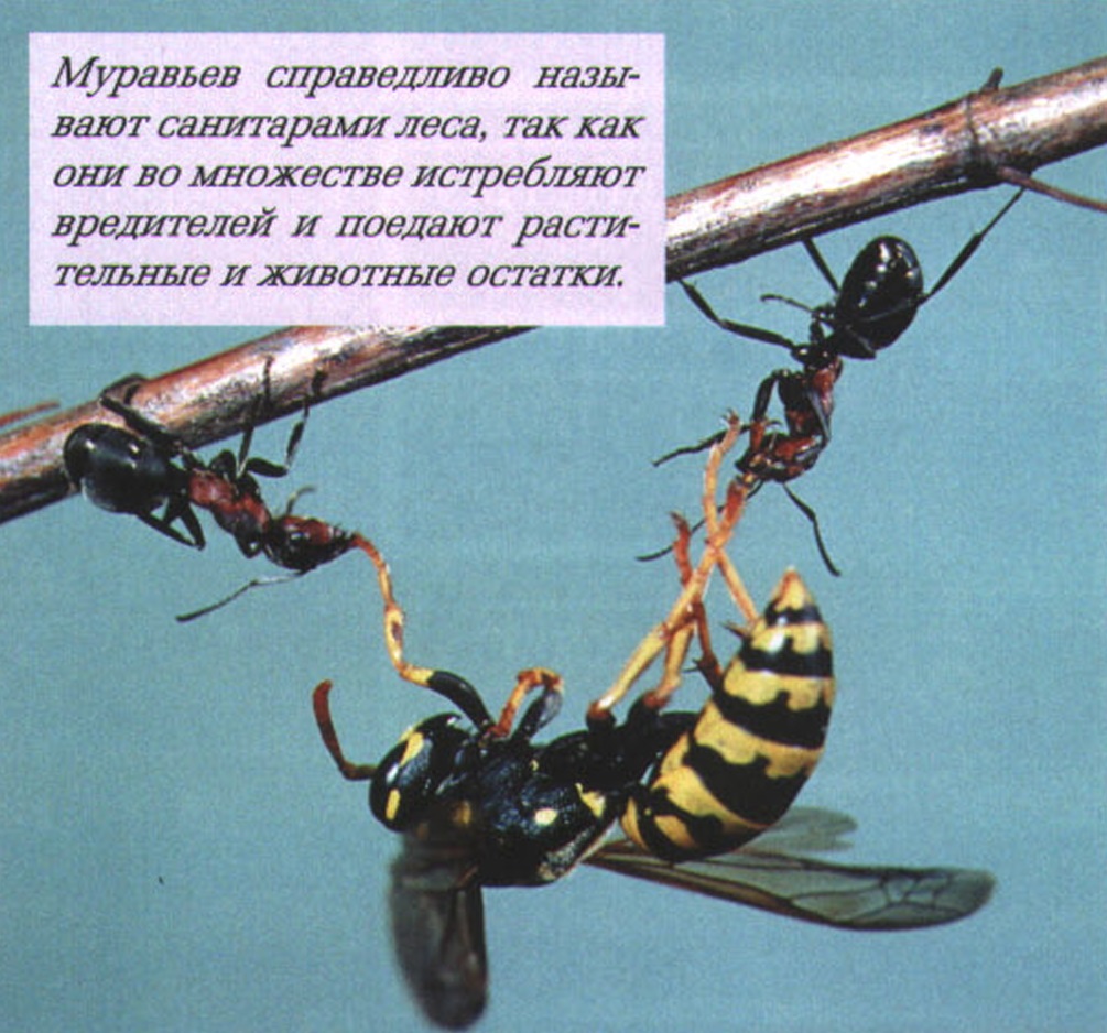Муравьев справедливо называют санитарами леса, так как они во множестве истребляют вредителей и поедают растительные и животные остатки.