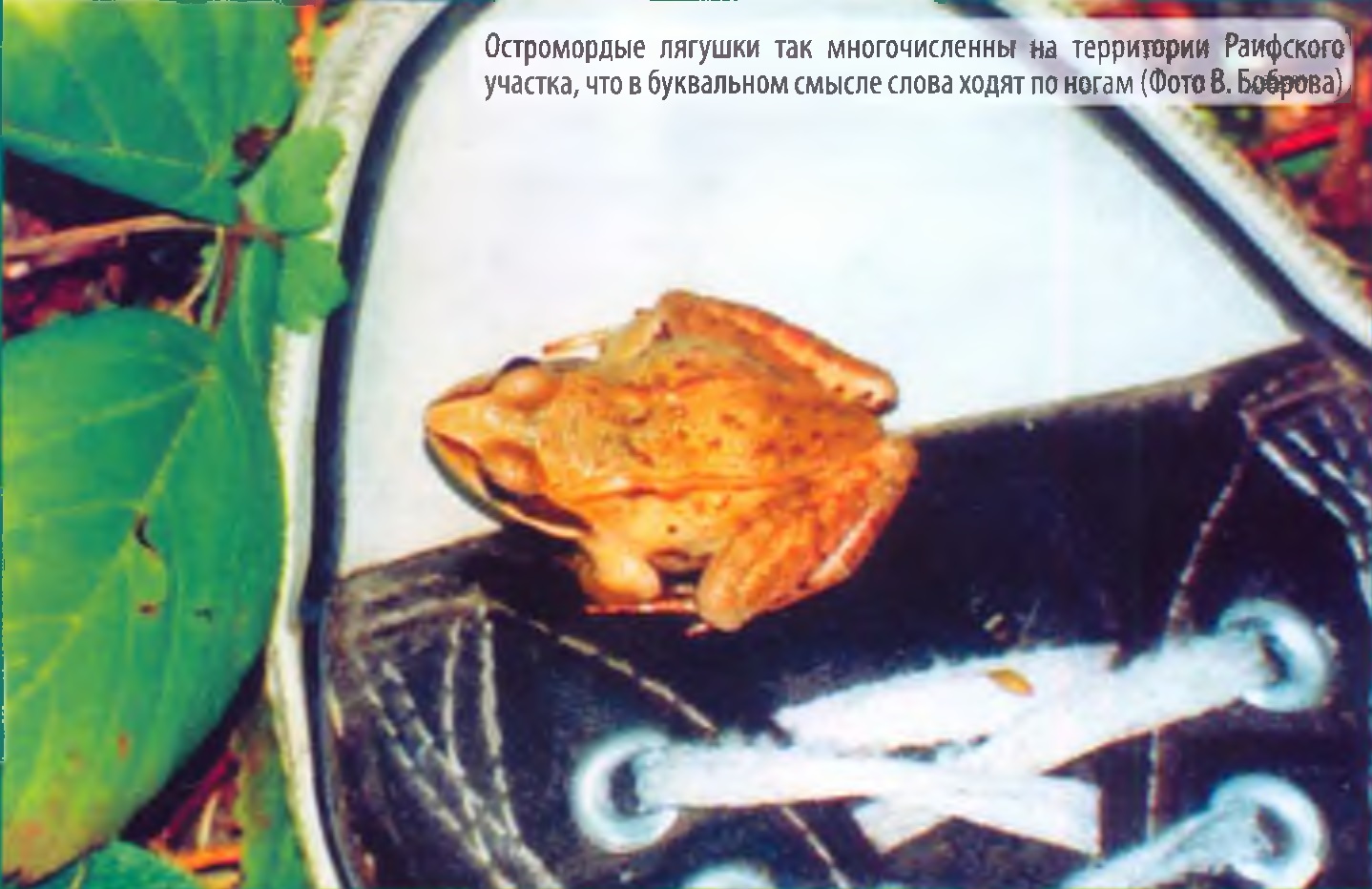 Остромордая лягушка (Rana arvalis) — самый обычный вид земноводных на территории заповедника (Фото В. Боброва).