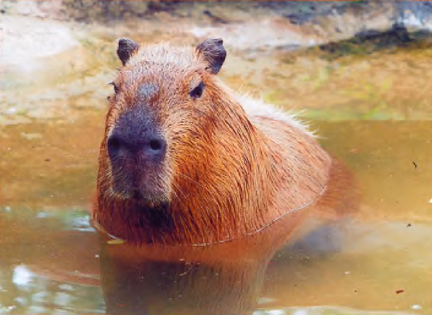 Капибара в воде.