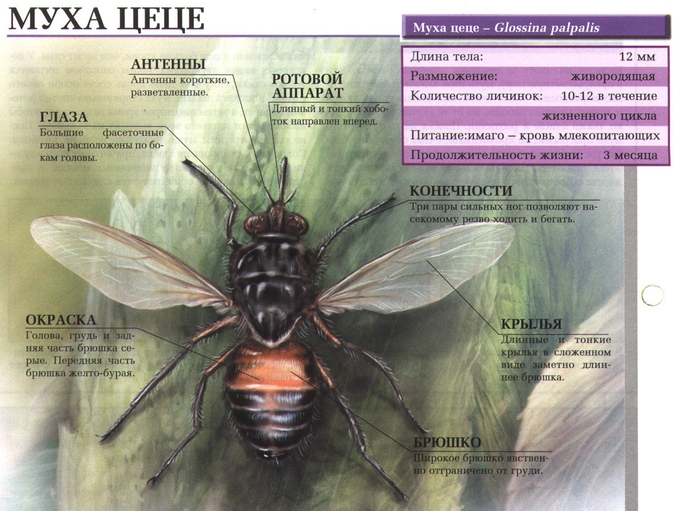 Мухи цеце Glossina palpalis и другие.