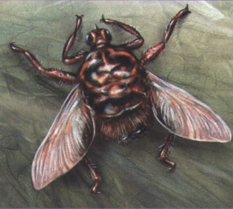 Лошадиная кровососка (Hippobosca equina).