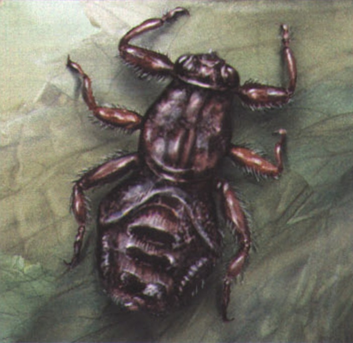 Оленья кровососка (Lipoptena cervi).
