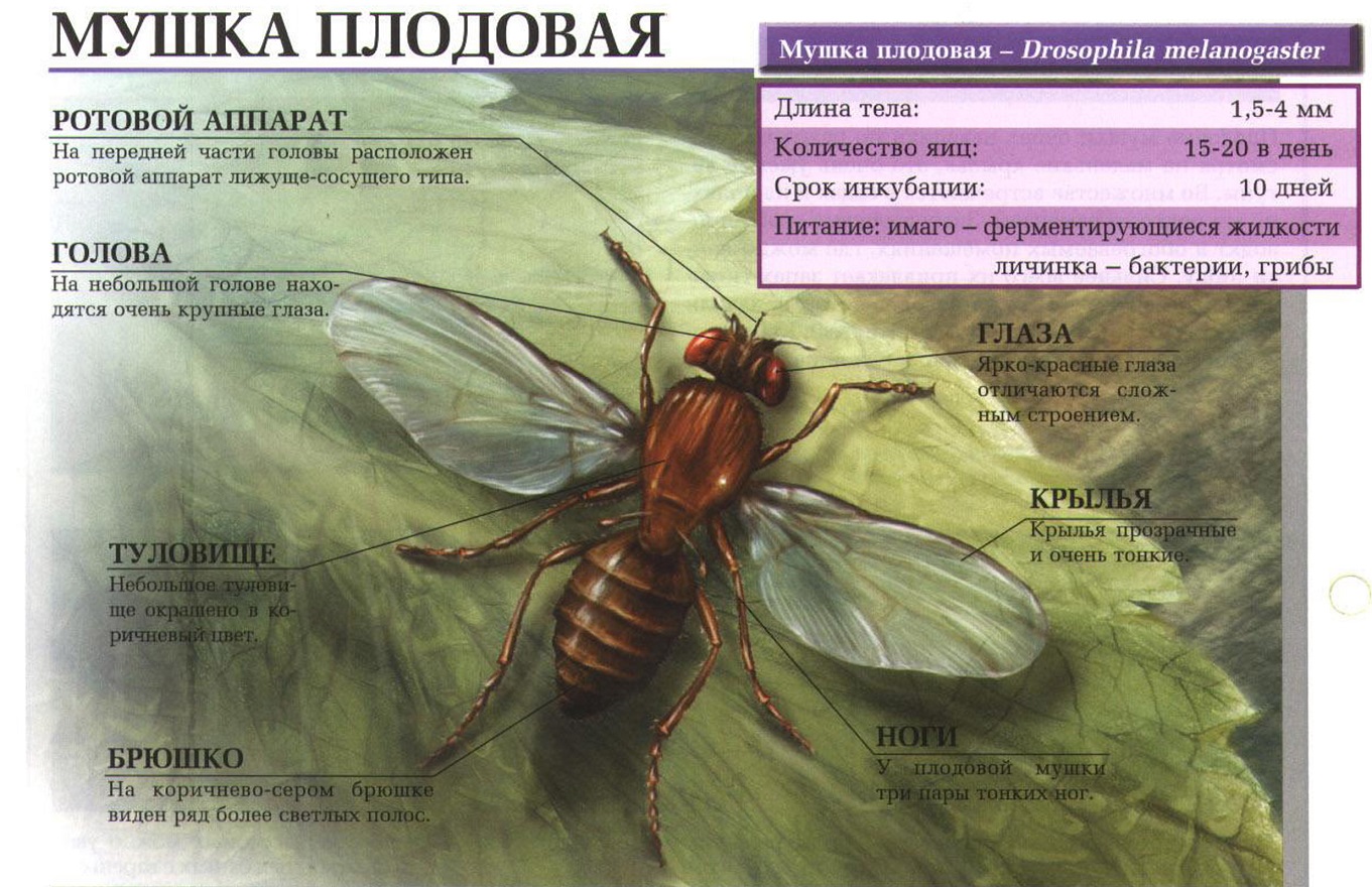 Дрозофилы или плодовые мушки.