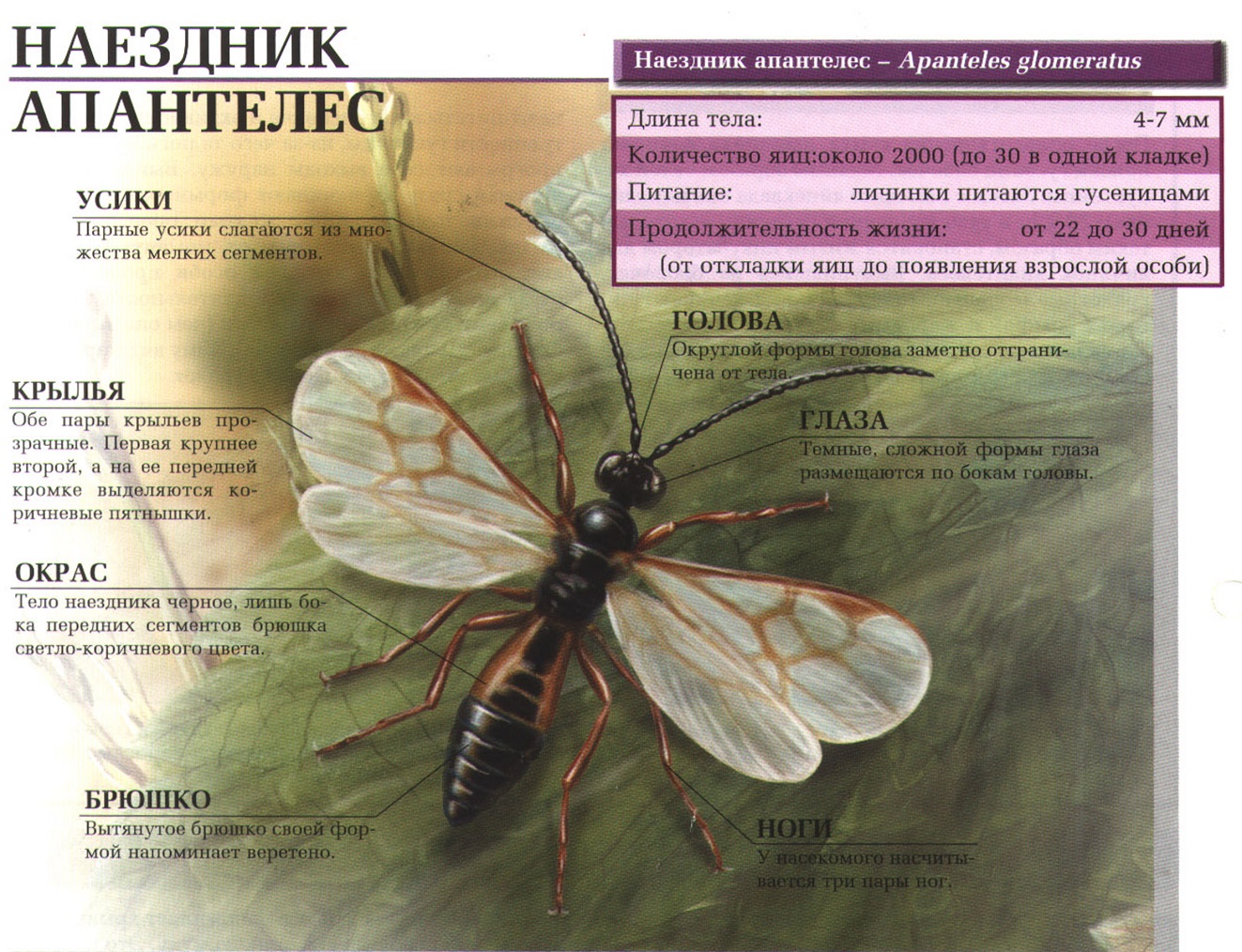 Наездник апантелес.