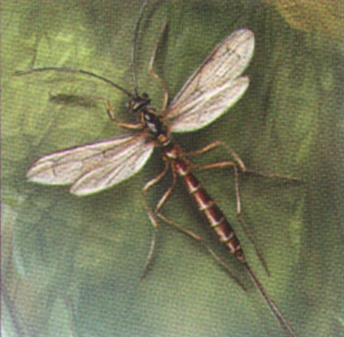Наездник Рисса.