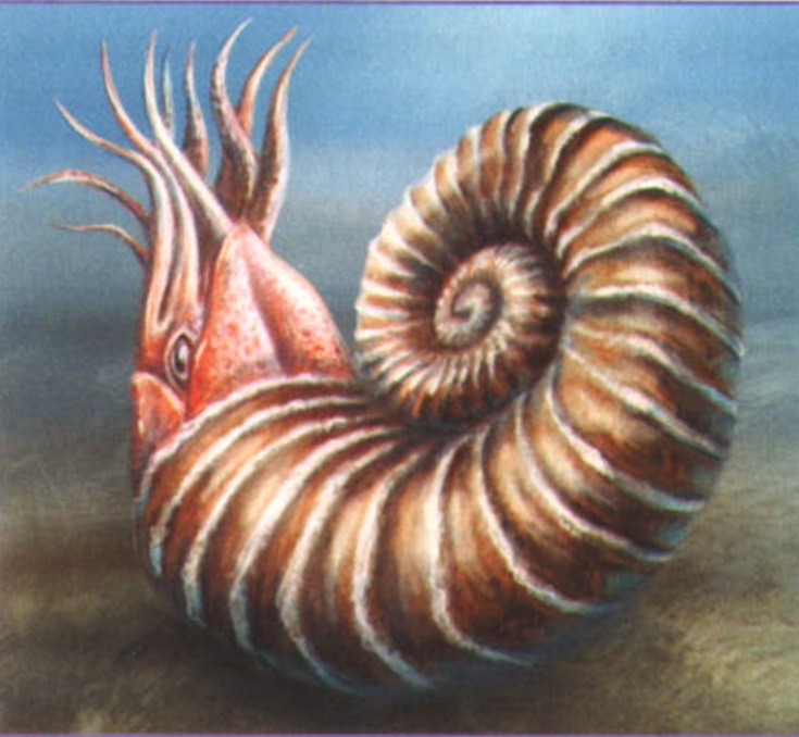 Аммонит.
