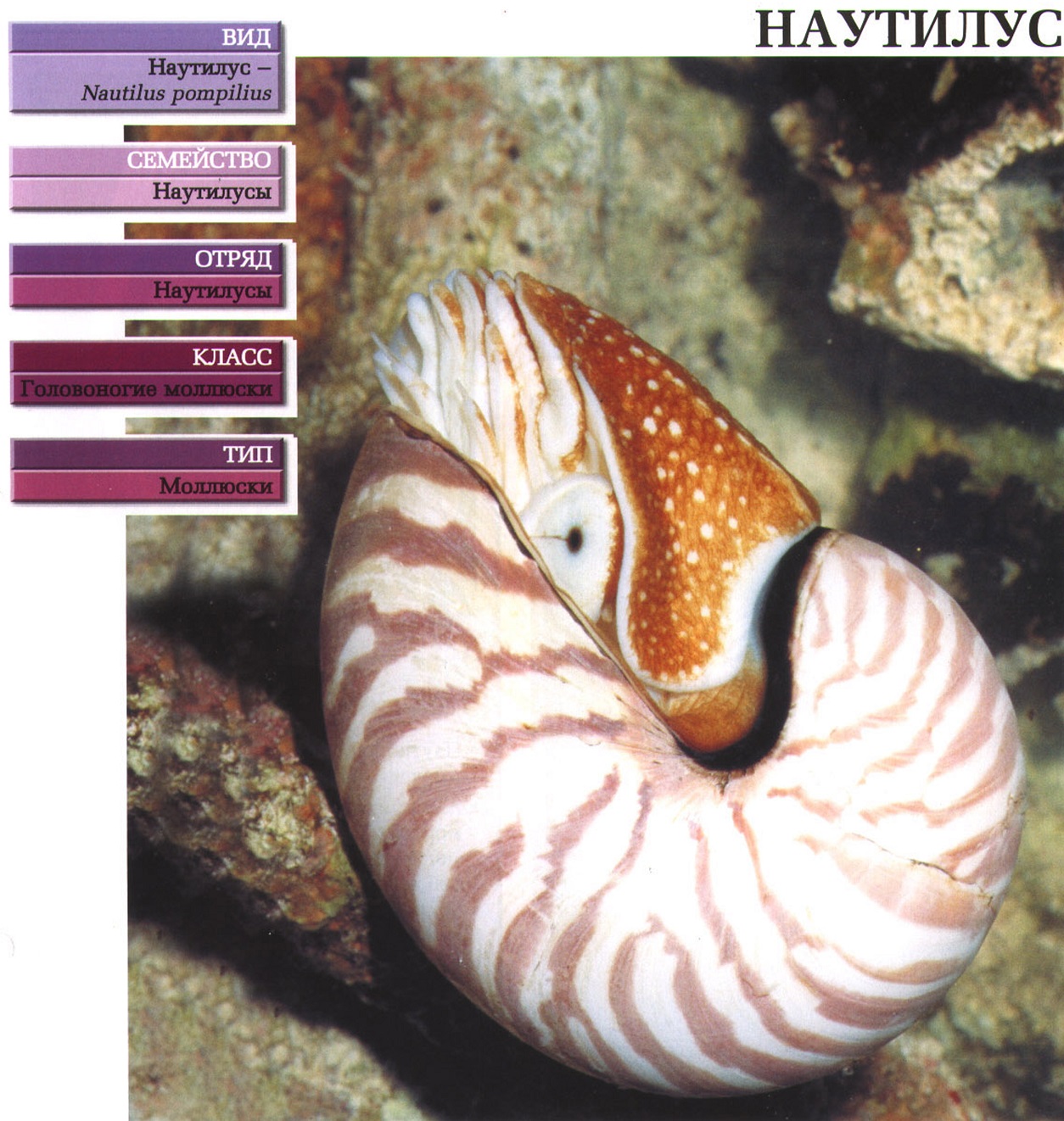 Систематика (научная классификация) наутилуса.  Nautilus pompilius.