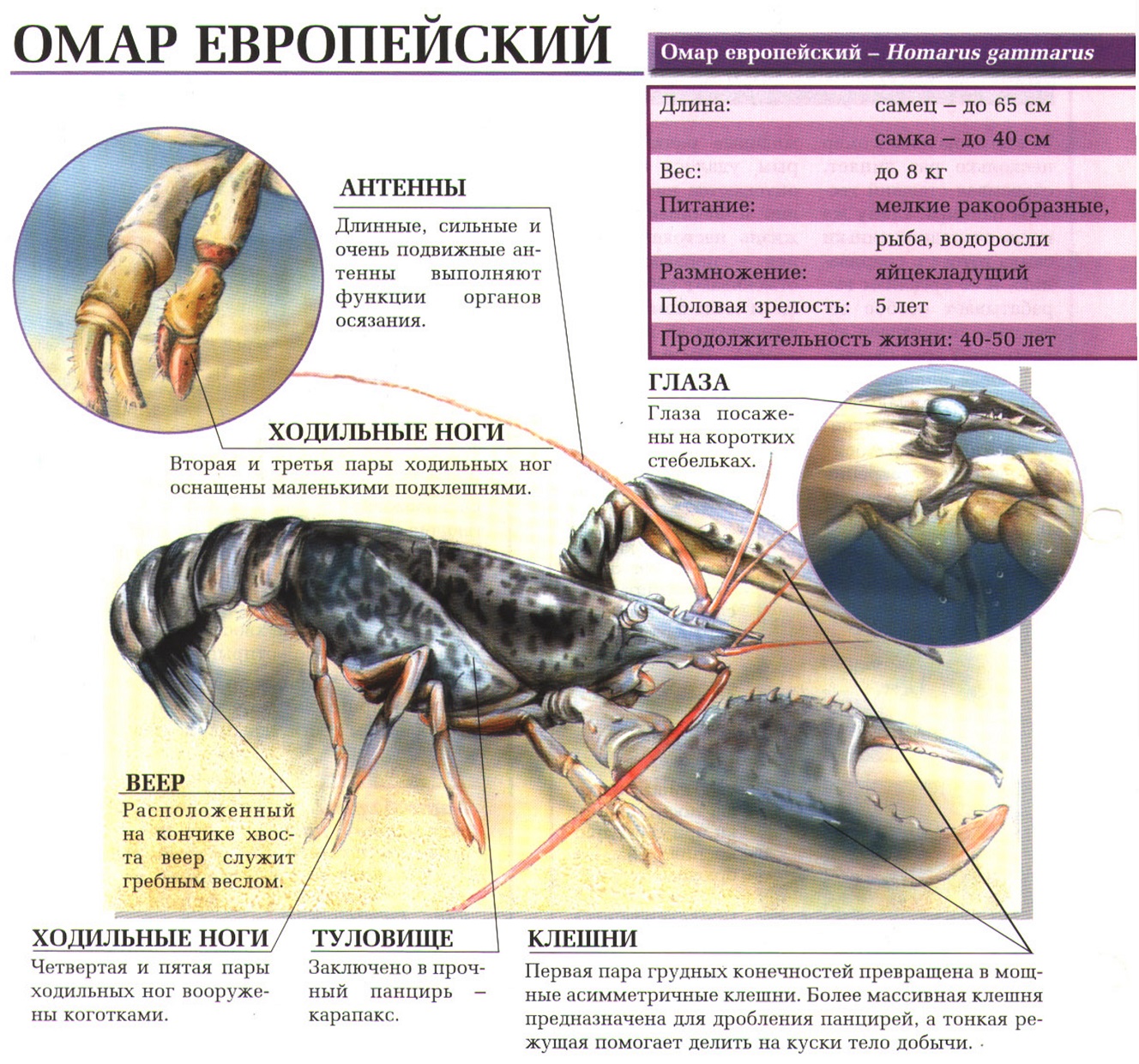 Омар европейский.